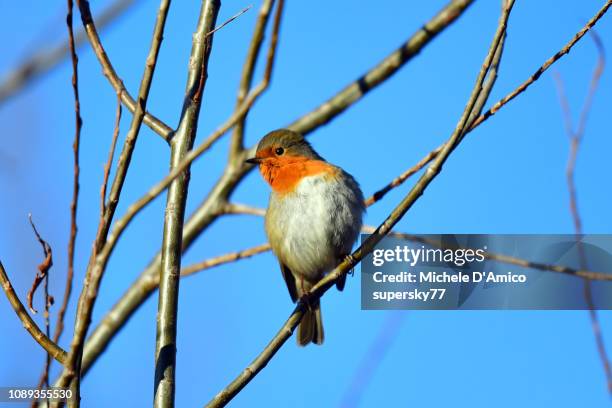 european robin (erithacus rubecula), also known as robin or robin redbreast - rouge gorge photos et images de collection
