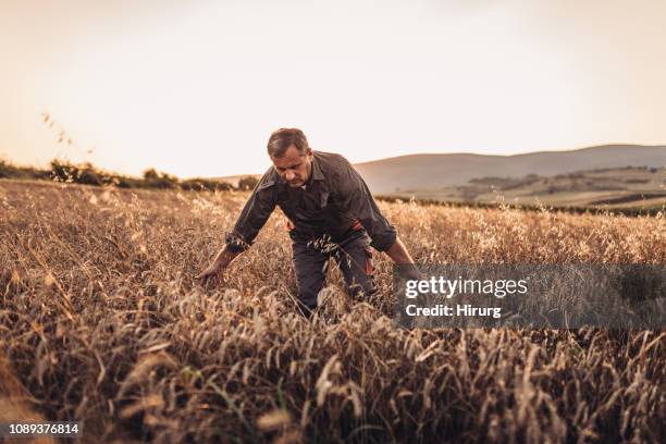 farmer examining his crops before harvesting - oat crop stock pictures, royalty-free photos & images