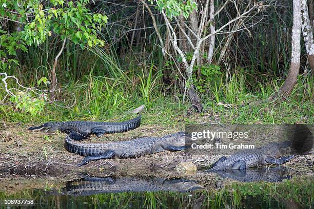 Aligator Rbc Three Alligators Photos and Premium High Res Pictures - Getty Images