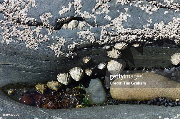 Rockpool with barnacles, mussels, limpets and seaweed at Kilkee, County Clare, West Coast of Ireland