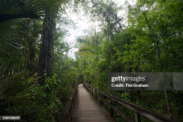 Big Cypress Bend boardwalk at Fakahatchee Strand, the Everglades, Florida, United States of America