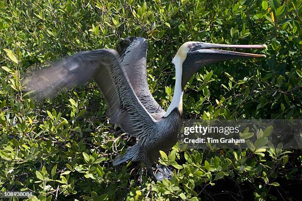 Brown Pelican takes flight from tree branches, Islamorada, Florida Keys, USA