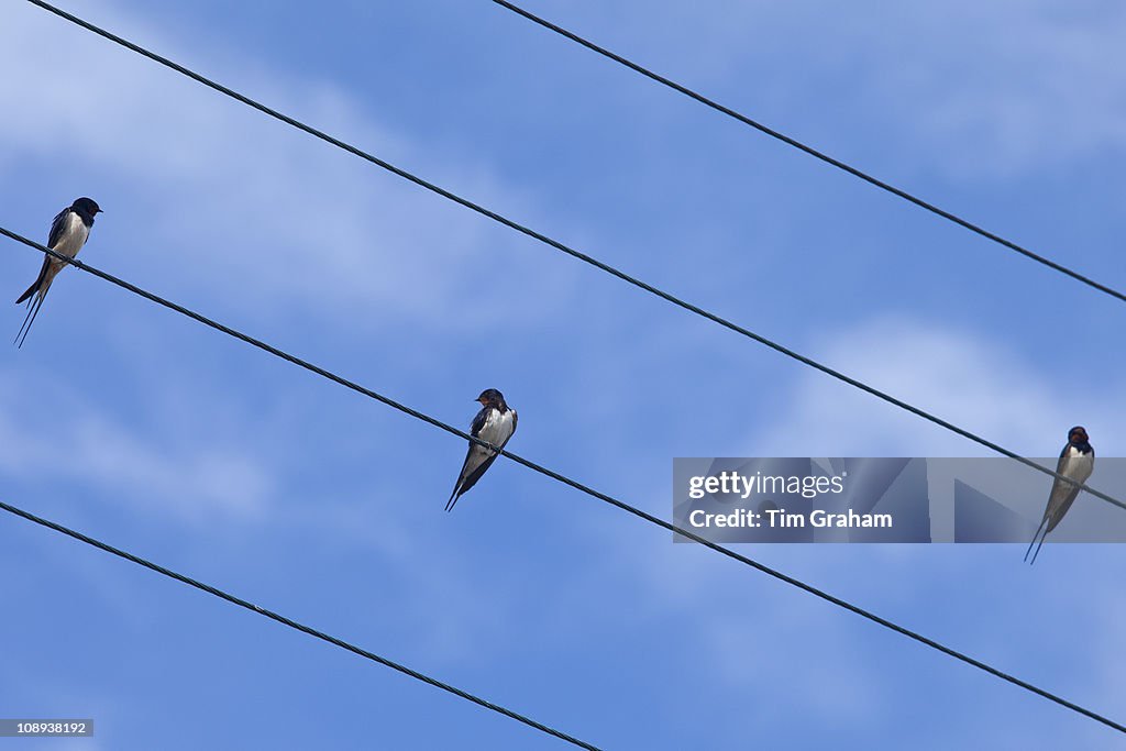 Birds on a Wire, Ireland