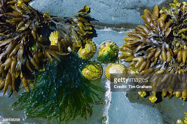Bladderwrack bladder seaweed and limpets on the rocks in Kilkee, County Clare, West Coast of Ireland