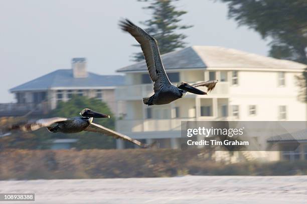 Brown pelicans, Pelecanus occidentalis, in flight off Florida coast in the Gulf of Mexico, Anna Maria Island, USA