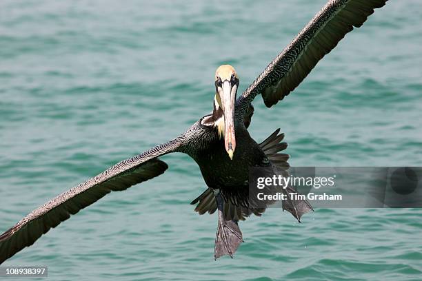 Brown pelican coming in to land off the Florida coast in the Gulf of Mexico by Anna Maria Island, USA