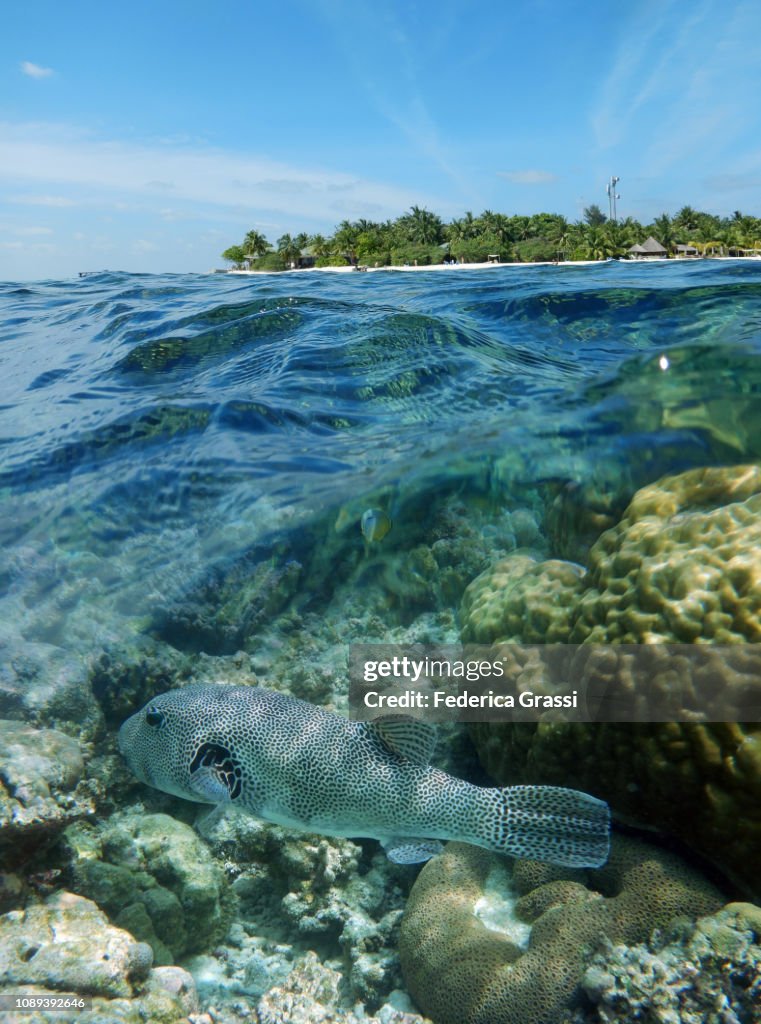 Map Puffer Fish And Maldivian White Sand Beach