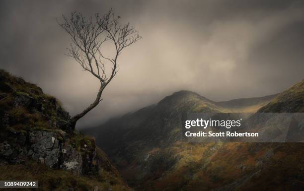 lone tree, glencoe, scotland. - glencoe scotland stock pictures, royalty-free photos & images