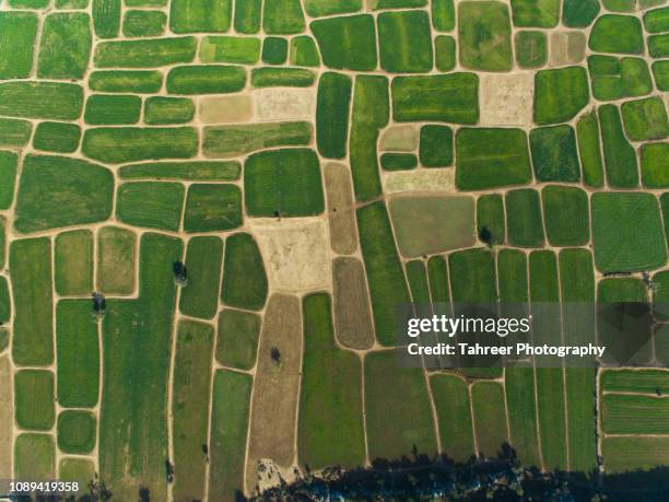 Patterns In Rice Field 9,114 Rice Field Pattern Stock Photos, High-Res Pictures, and Images ...