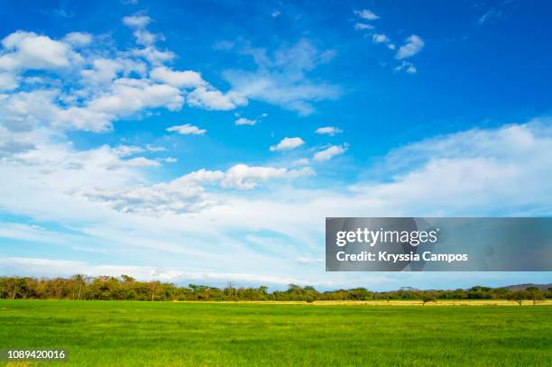 sky and agriculture field background - blue skies field stock pictures, royalty-free photos & images