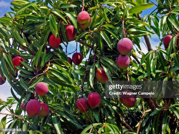 tree mangoes - mango tree stock pictures, royalty-free photos & images