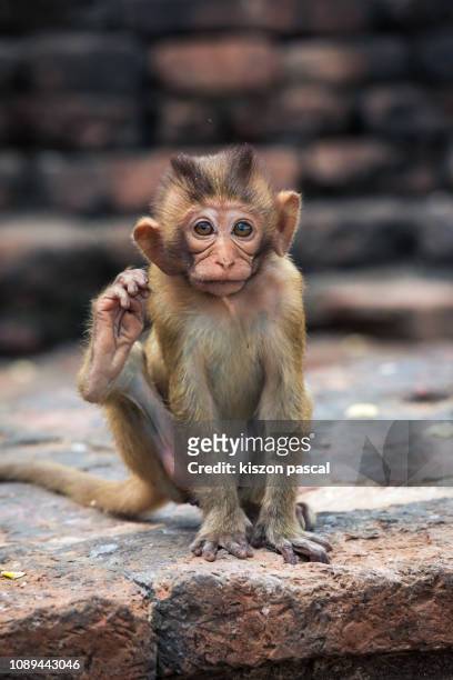 baby macaque monkey in a temple ruins in thailand - rhesus macaque stock pictures, royalty-free photos & images