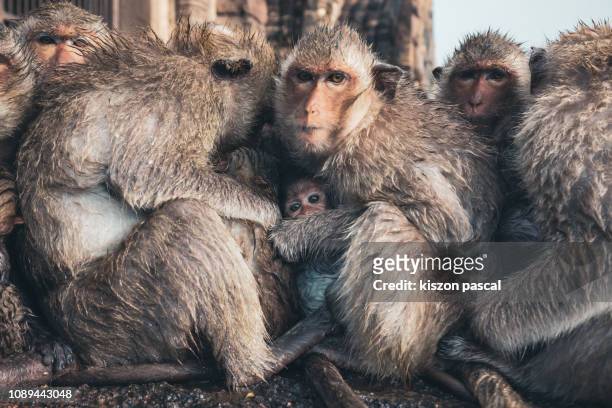 group of macaque monkeys protect themselves from the cold in thailand . - rhesus macaque stock pictures, royalty-free photos & images