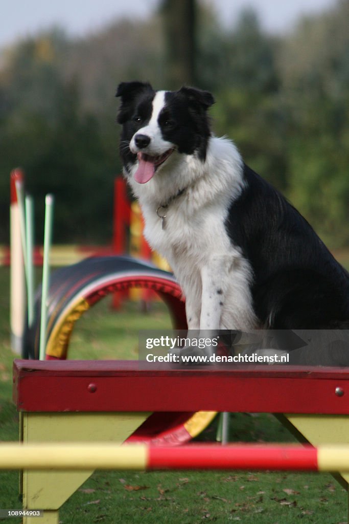 Border Collie