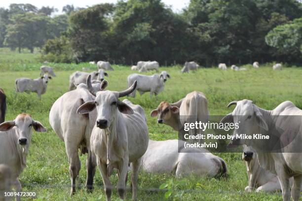 cattle in a field - venezuela stock pictures, royalty-free photos & images