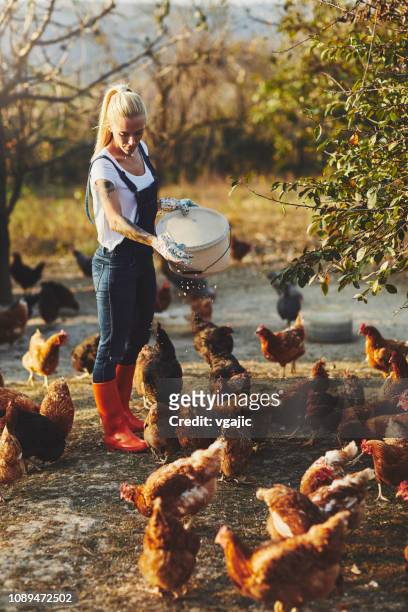freilandhaltung hühnerfarm - free range chicken stock-fotos und bilder