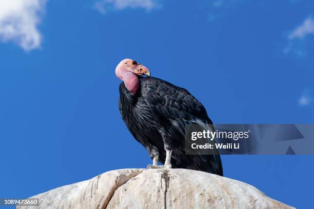 california condor sitting on a rock - california condor stock-fotos und bilder