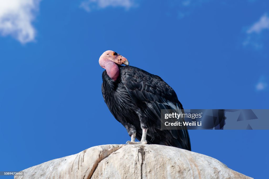 California Condor sitting on a rock