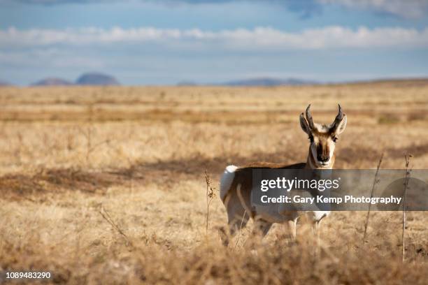 pronghorn - gary hunt stock pictures, royalty-free photos & images