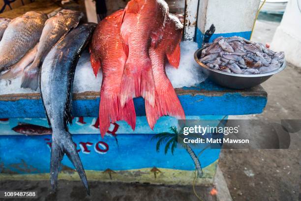 fish market mazatlán sinaloa mexico - mazatlan mexico stock pictures, royalty-free photos & images