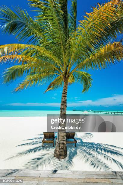 tropisches paradies auf dhiffushi holiday island, süd ari atoll, malediven - ari stock-fotos und bilder