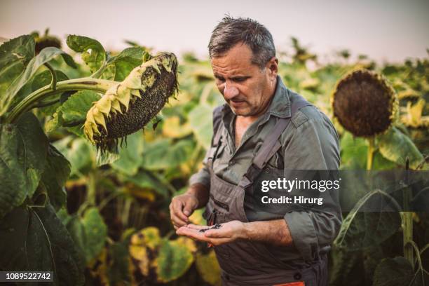 landwirt betrachtet man sonnenblumenkerne - sonnenblume stock-fotos und bilder