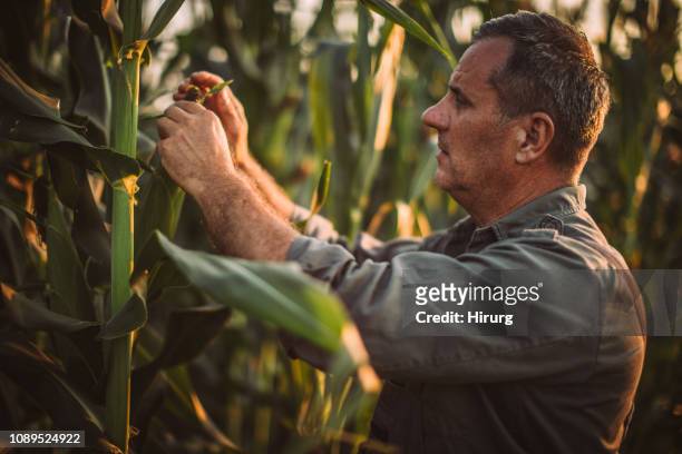 採摘玉米的高級農民 - corn harvest 個照片及圖片檔