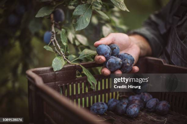 senior farmer puts plums in a crate - plum stock pictures, royalty-free photos & images