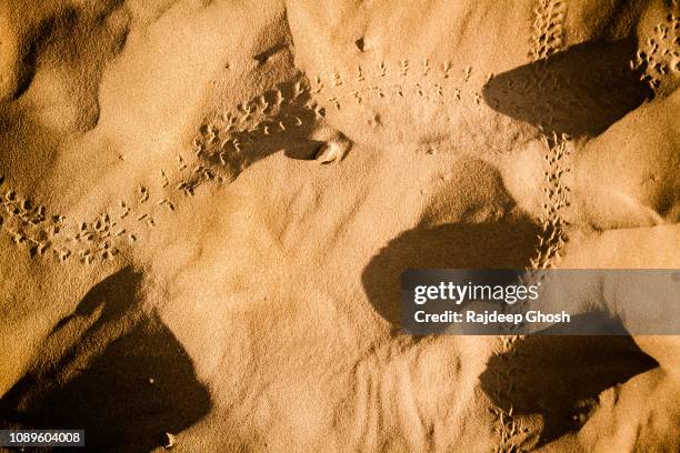 Lizard Footprint Photos And Premium High Res Pictures Getty Images lizard-footprint-photos-and-premium-high-res-pictures-getty-images