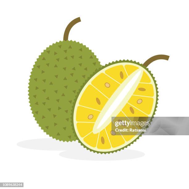 illustrazioni stock, clip art, cartoni animati e icone di tendenza di jackfruit - jackfruit