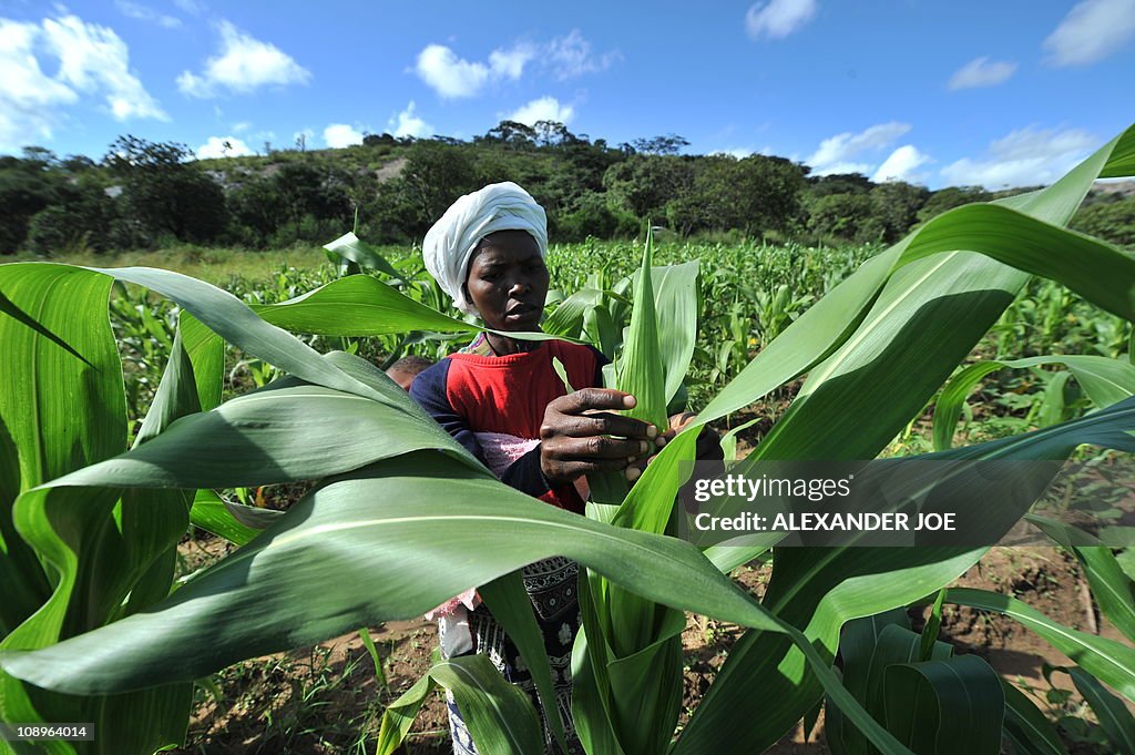 A female farmer checks maize on a small