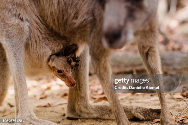 kangaroo joey in mother's pouch - jungkänguruh stock-fotos und bilder