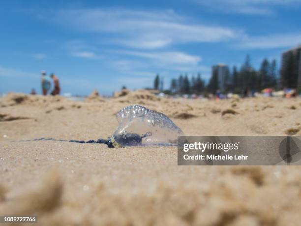 australian marine stinger - bluebottle - jelly fish sting fotografías e imágenes de stock
