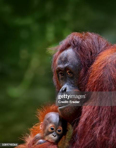 orang-utans - borneo stock-fotos und bilder