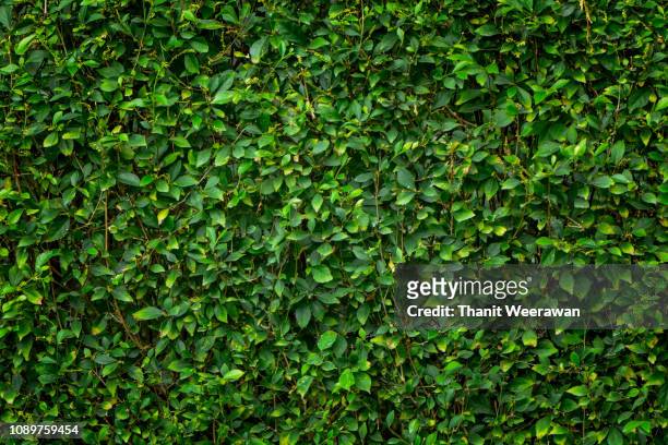 green leaf background - weelderige plantengroei stockfoto's en -beelden