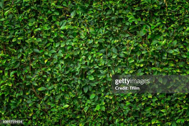 green leaf background - lush foliage stock pictures, royalty-free photos & images