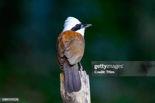 white-crested laughingthrush; garrulax leucolophus, lovely bird. - garrulax leucolophus stock pictures, royalty-free photos & images