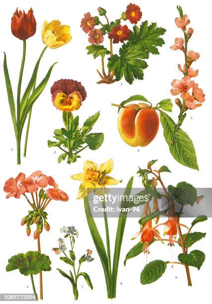 medicinal and herbal plants - fuchsia flower stock illustrations
