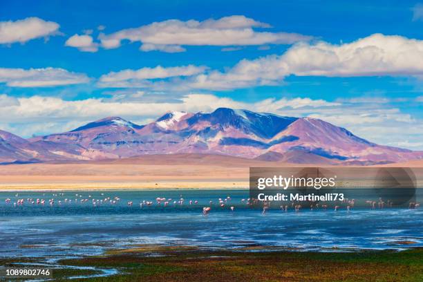 high-up mountains reserve - andes plane - altiplano andino - tara salt lake reserve - salar de tara - flamingo refuge - atacama desert chile stock pictures, royalty-free photos & images