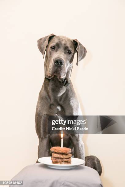 blue great dane sitting in front of pile of hamburgers with one lit candle. dog first birthday - dog birthday stock pictures, royalty-free photos & images