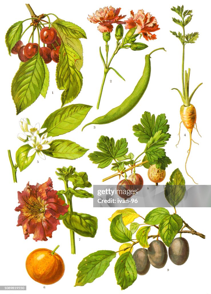 Medicinal and Herbal Plants
