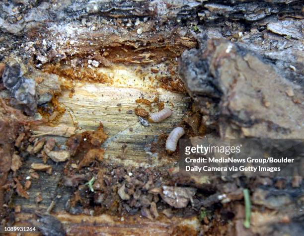 May 10, 2007 / Boulder / A dead Ponderosa Pine Tree killed by bark beetles last year at Rocky Mountain National Park May 10, 2007.