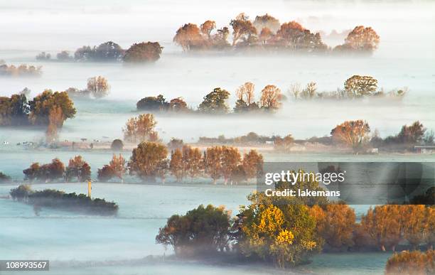 tree top fog - glastonbury england 個照片及圖片檔