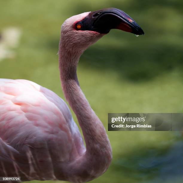 flamingo - rimblas stock pictures, royalty-free photos & images