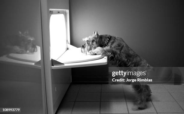 schnauzer looking into a clothes dryer. - rimblas stock pictures, royalty-free photos & images