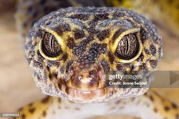 leopard gecko - gecko leopard stockfoto's en -beelden