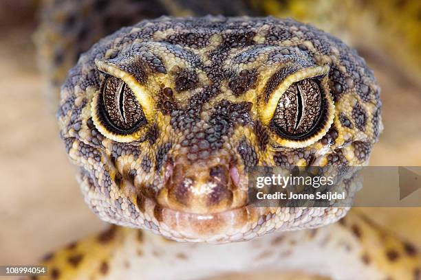 leopard gecko - gecko leopard stock pictures, royalty-free photos & images