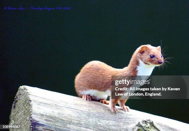on the lookout... - weasel stock pictures, royalty-free photos & images