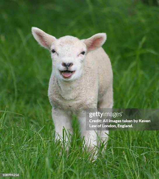 that's a big noise from a lil lamb.. - lamb ストックフォトと画像