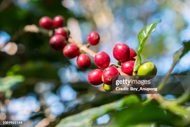 close-up of cherry coffee beans on the branch of coffee plant before harvesting. - coffee plant stock pictures, royalty-free photos & images